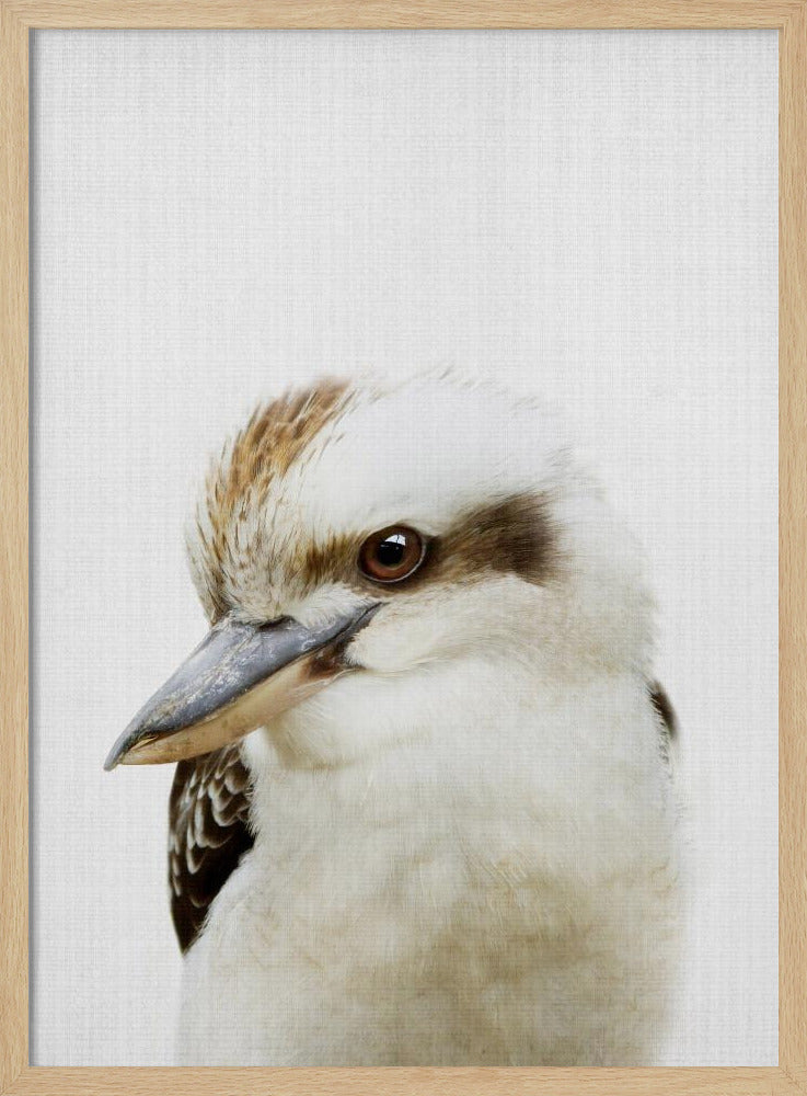 Peekaboo Kookaburra - Stretched Canvas, Poster or Fine Art Print I Heart Wall Art