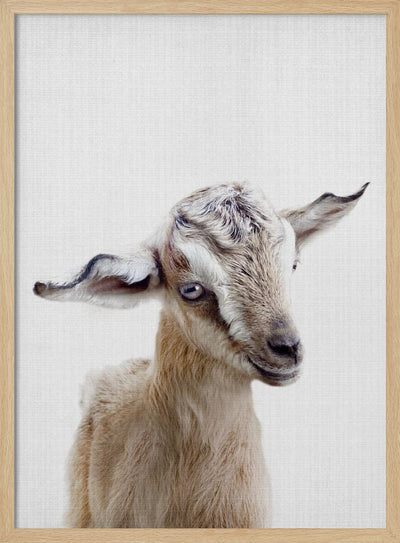 Peekaboo Baby Goat - Stretched Canvas, Poster or Fine Art Print I Heart Wall Art