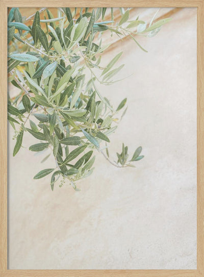 Olive Tree Leaves - Stretched Canvas, Poster or Fine Art Print I Heart Wall Art