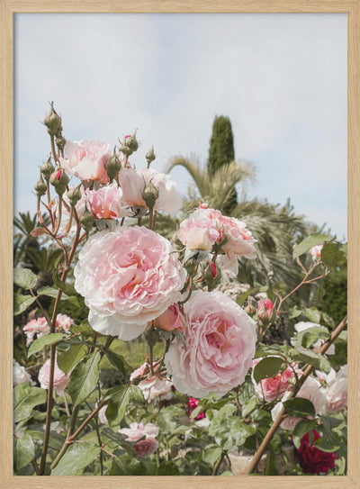 Garden Roses - Stretched Canvas, Poster or Fine Art Print I Heart Wall Art