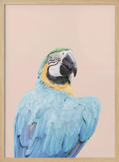 Blue Macaw - Stretched Canvas, Poster or Fine Art Print I Heart Wall Art