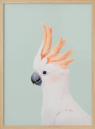 Cockatoo on Mint - Stretched Canvas, Poster or Fine Art Print I Heart Wall Art