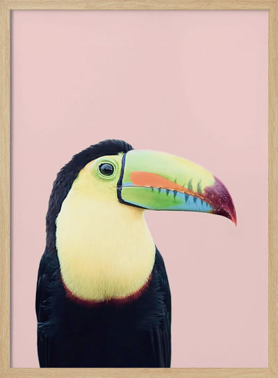 Toucan on Pink - Stretched Canvas, Poster or Fine Art Print I Heart Wall Art