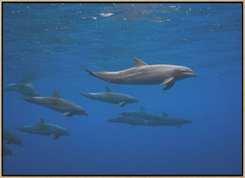 Dolphins - Stretched Canvas, Poster or Fine Art Print I Heart Wall Art