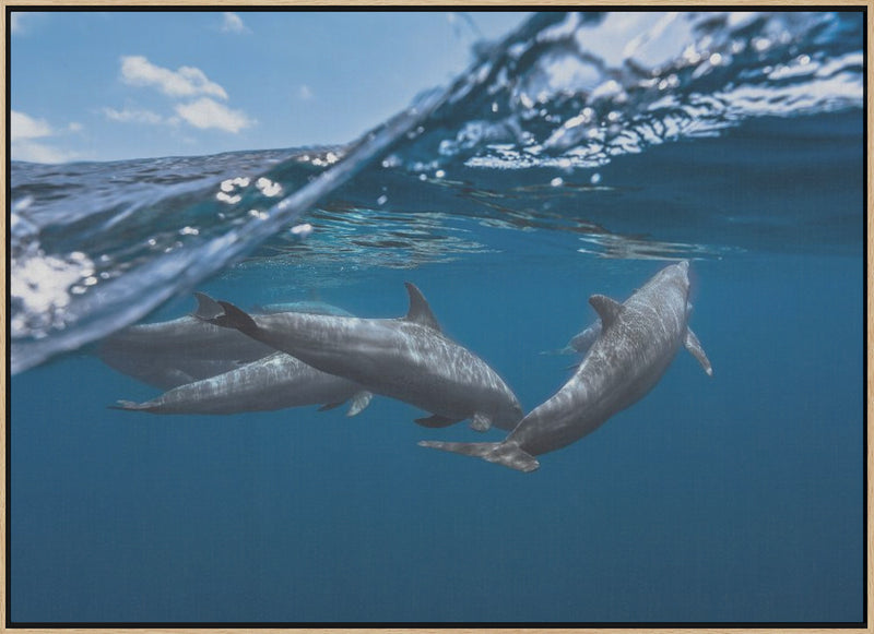 Dolphins - Stretched Canvas, Poster or Fine Art Print I Heart Wall Art