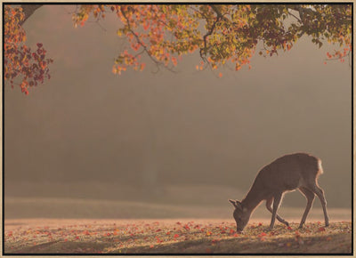 First Autumn - Stretched Canvas, Poster or Fine Art Print I Heart Wall Art