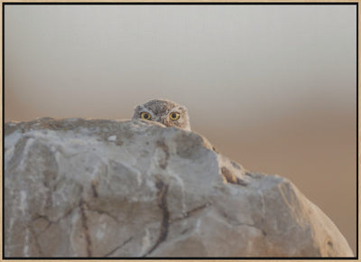 little owl - Stretched Canvas, Poster or Fine Art Print I Heart Wall Art