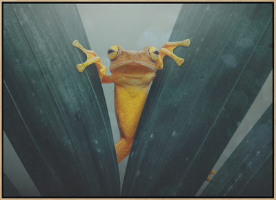 Gold Frog - Stretched Canvas, Poster or Fine Art Print I Heart Wall Art