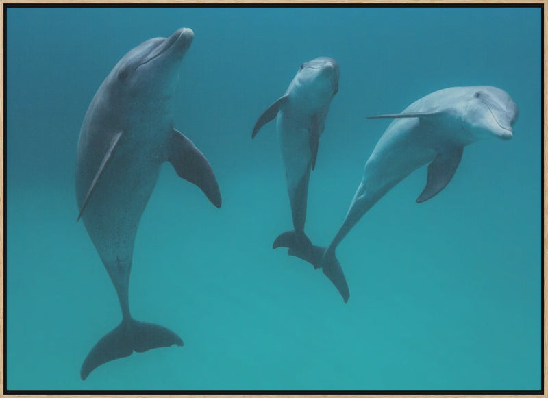 Bottlenose dolphins - Stretched Canvas, Poster or Fine Art Print I Heart Wall Art