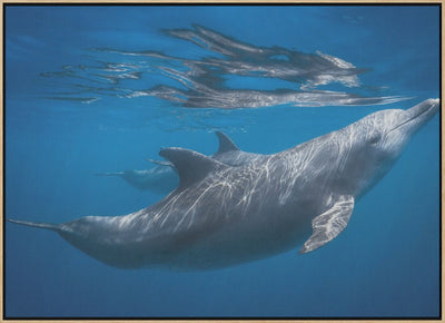 Dolphin at the surface - Stretched Canvas, Poster or Fine Art Print I Heart Wall Art