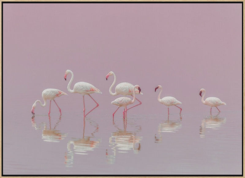 Flamingos - Stretched Canvas, Poster or Fine Art Print I Heart Wall Art