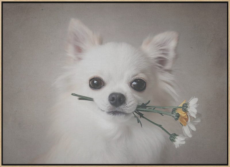 Chihuahua with flowers - Stretched Canvas, Poster or Fine Art Print I Heart Wall Art