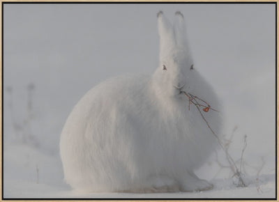 wild arctic hare - Stretched Canvas, Poster or Fine Art Print I Heart Wall Art