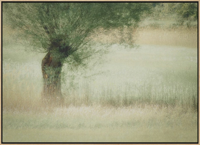 Willow - Stretched Canvas, Poster or Fine Art Print I Heart Wall Art