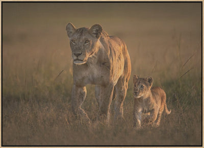 Mom lioness with cub - Stretched Canvas, Poster or Fine Art Print I Heart Wall Art