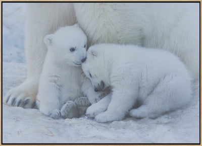 Polar bear cub - Stretched Canvas, Poster or Fine Art Print I Heart Wall Art