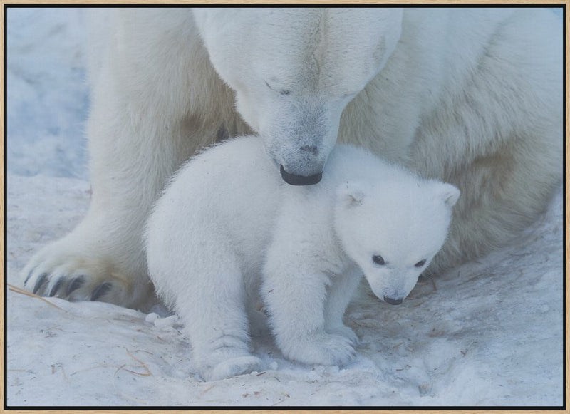 Polar bear portrait - Stretched Canvas, Poster or Fine Art Print I Heart Wall Art