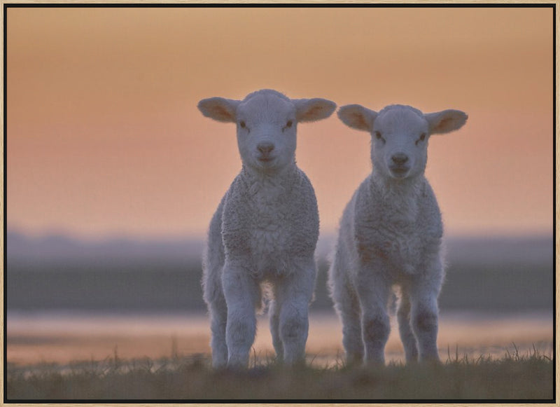 Lamb Twins - Stretched Canvas, Poster or Fine Art Print I Heart Wall Art