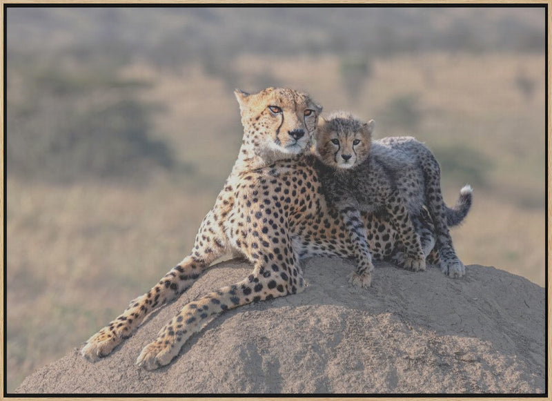 Cheetah and cup! - Stretched Canvas, Poster or Fine Art Print I Heart Wall Art