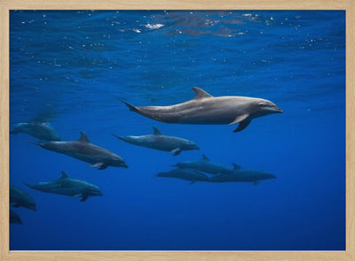 Dolphins - Stretched Canvas, Poster or Fine Art Print I Heart Wall Art