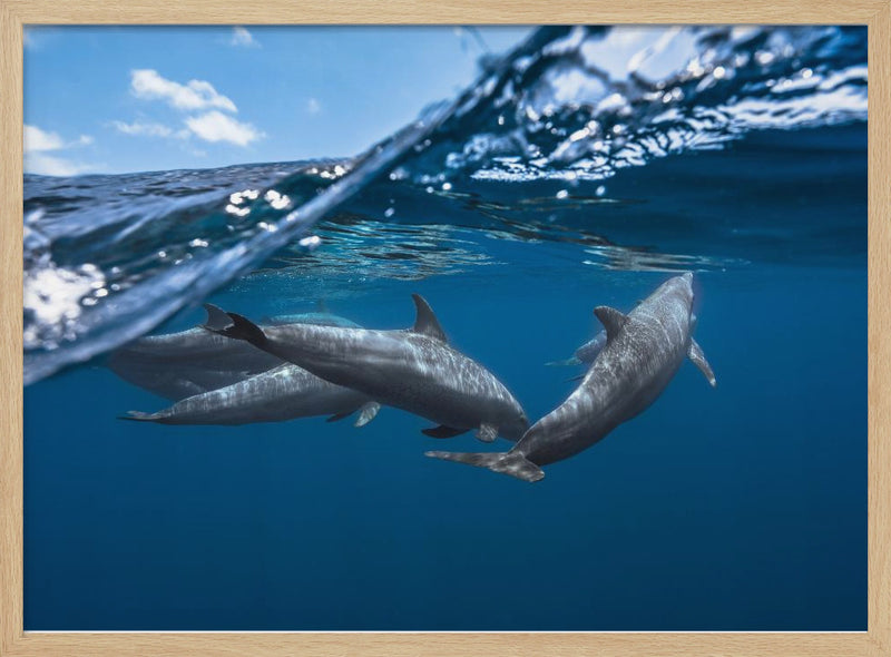 Dolphins - Stretched Canvas, Poster or Fine Art Print I Heart Wall Art