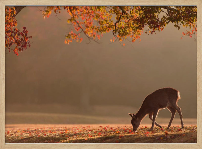 First Autumn - Stretched Canvas, Poster or Fine Art Print I Heart Wall Art