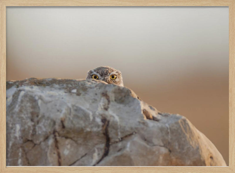 little owl - Stretched Canvas, Poster or Fine Art Print I Heart Wall Art