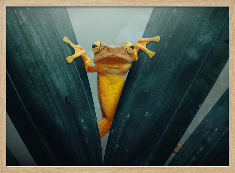 Gold Frog - Stretched Canvas, Poster or Fine Art Print I Heart Wall Art