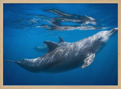 Dolphin at the surface - Stretched Canvas, Poster or Fine Art Print I Heart Wall Art