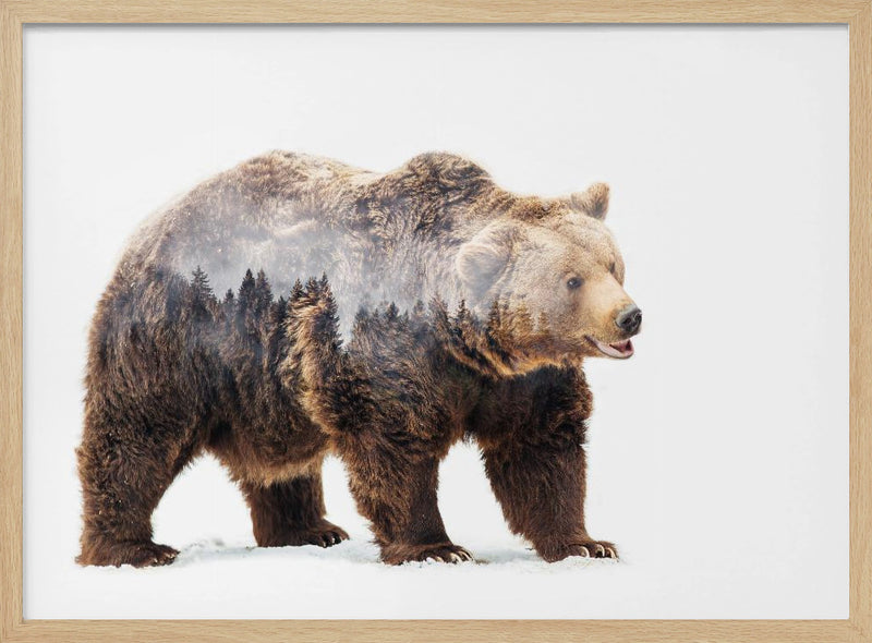 Bear - Stretched Canvas, Poster or Fine Art Print I Heart Wall Art