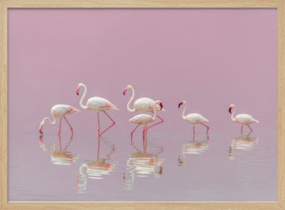 Flamingos - Stretched Canvas, Poster or Fine Art Print I Heart Wall Art