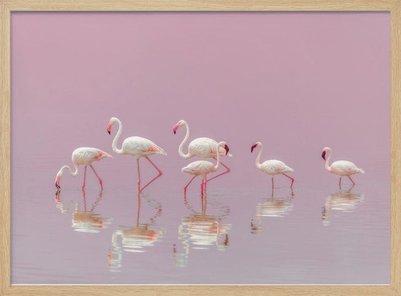 Flamingos - Stretched Canvas, Poster or Fine Art Print I Heart Wall Art