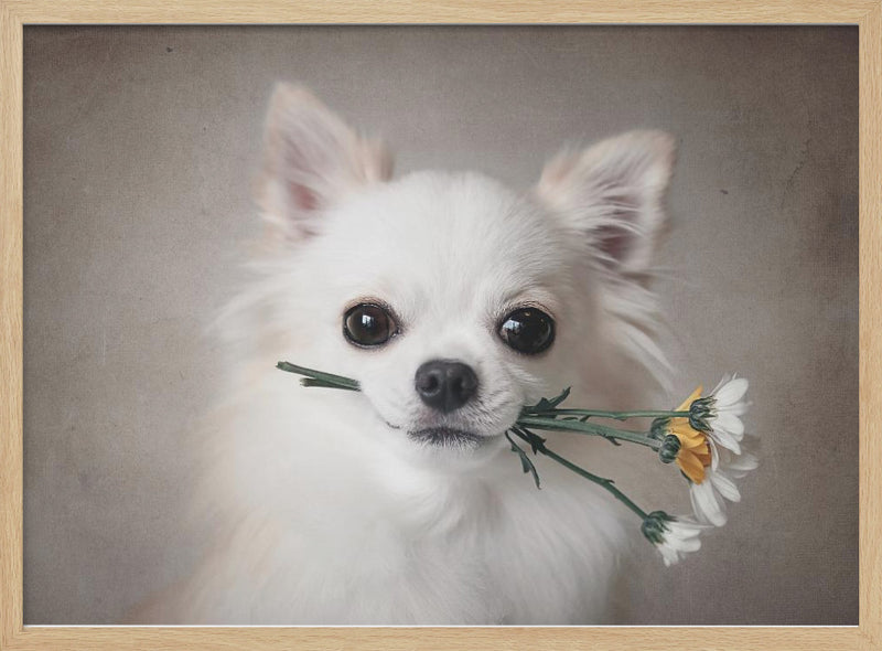 Chihuahua with flowers - Stretched Canvas, Poster or Fine Art Print I Heart Wall Art