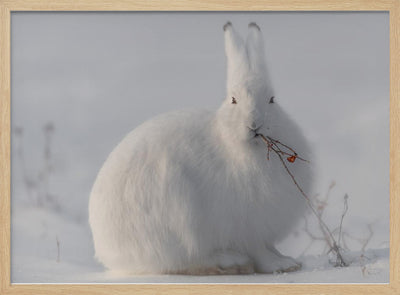 wild arctic hare - Stretched Canvas, Poster or Fine Art Print I Heart Wall Art