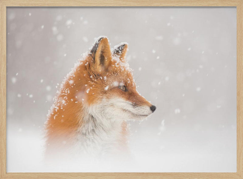 Snow is falling… - Stretched Canvas, Poster or Fine Art Print I Heart Wall Art