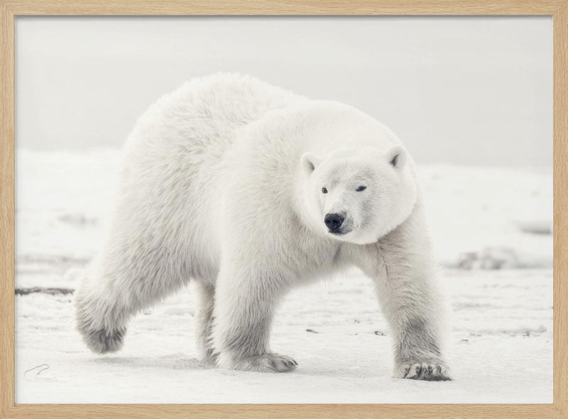 Alaskan king - Stretched Canvas, Poster or Fine Art Print I Heart Wall Art