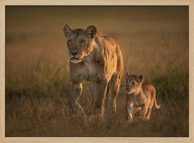 Mom lioness with cub - Stretched Canvas, Poster or Fine Art Print I Heart Wall Art