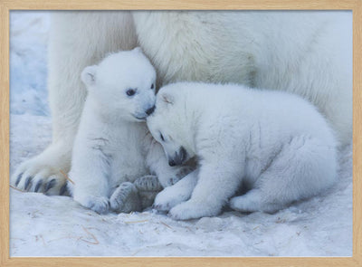 Polar bear cub - Stretched Canvas, Poster or Fine Art Print I Heart Wall Art