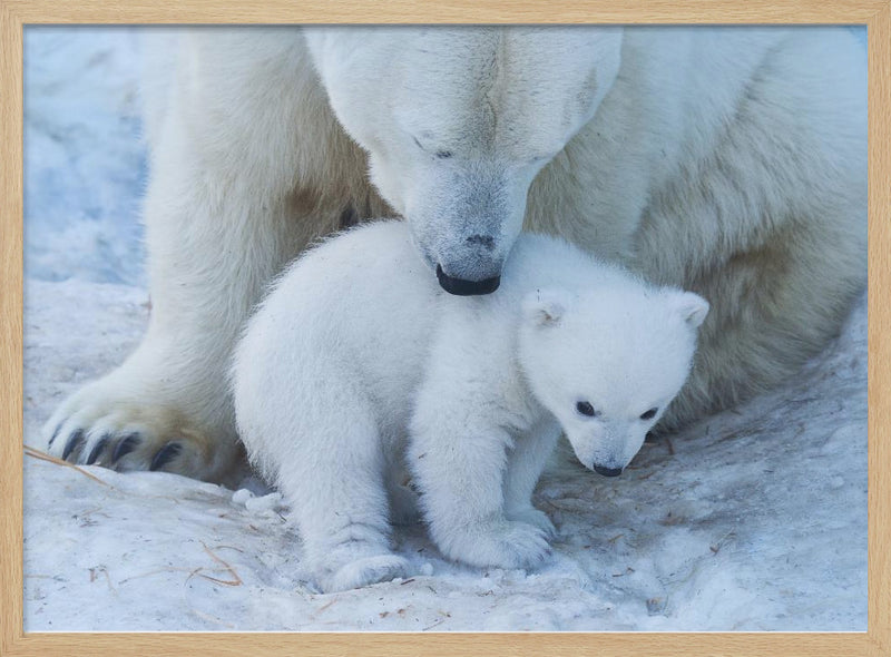 Polar bear portrait - Stretched Canvas, Poster or Fine Art Print I Heart Wall Art