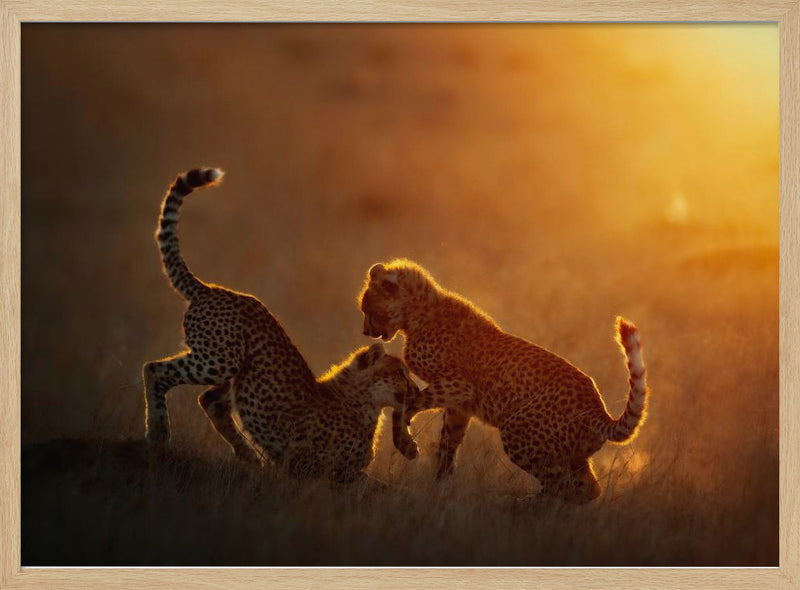 Playing at sunrise - Stretched Canvas, Poster or Fine Art Print I Heart Wall Art