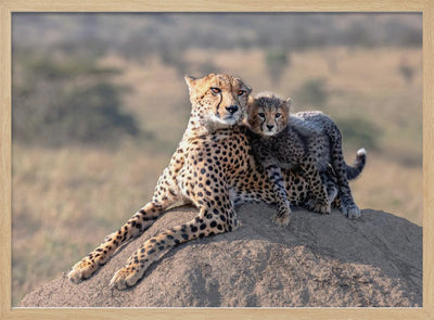 Cheetah and cup! - Stretched Canvas, Poster or Fine Art Print I Heart Wall Art