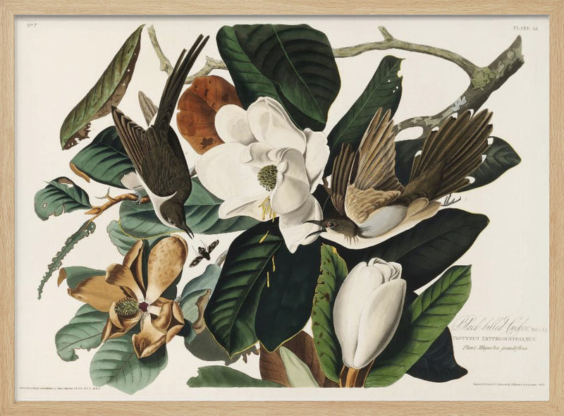 Black Billed Cuckoo From Birds of America (1827) - Stretched Canvas, Poster or Fine Art Print I Heart Wall Art