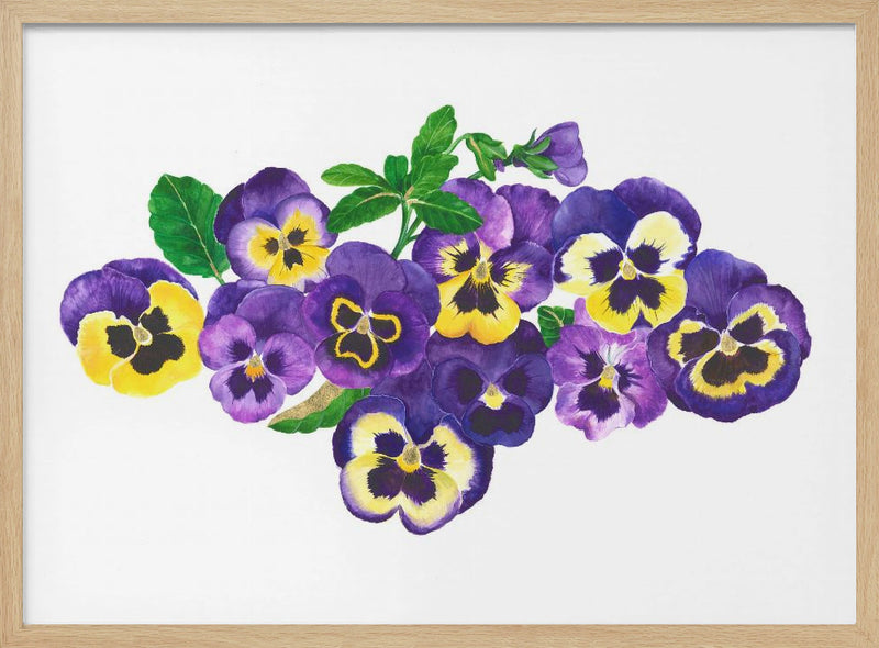 Pansies - Stretched Canvas, Poster or Fine Art Print I Heart Wall Art