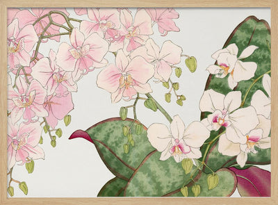 Vintage Orchid Flower No.2 - Stretched Canvas, Poster or Fine Art Print I Heart Wall Art