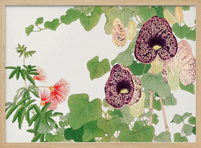 Albizia & Aristolochia Flower No.2 - Stretched Canvas, Poster or Fine Art Print I Heart Wall Art