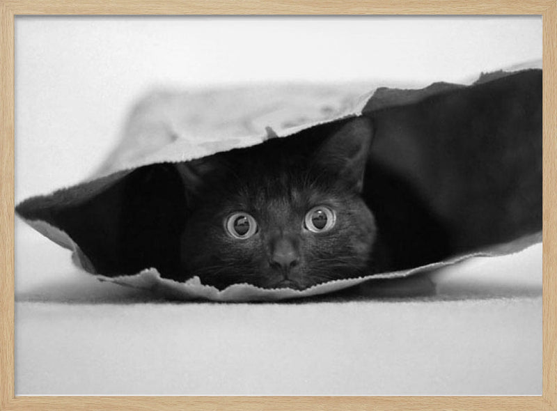 Cat in a bag - Stretched Canvas, Poster or Fine Art Print I Heart Wall Art