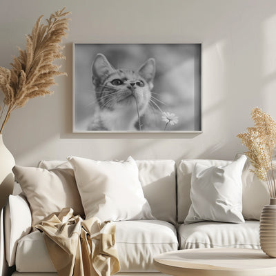 Curious - Stretched Canvas, Poster or Fine Art Print I Heart Wall Art