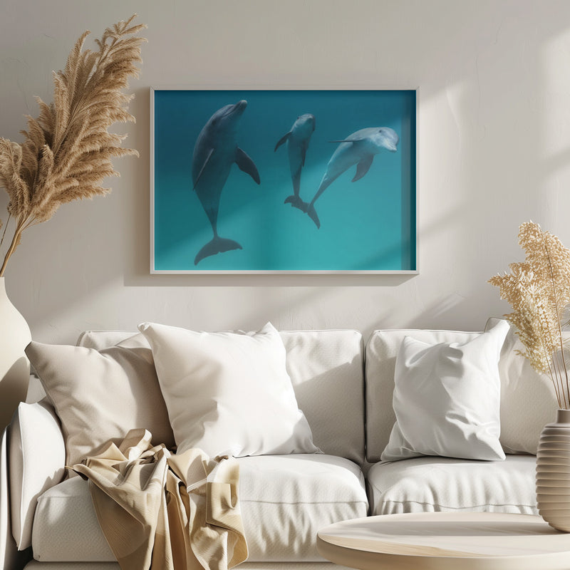 Bottlenose dolphins - Stretched Canvas, Poster or Fine Art Print I Heart Wall Art