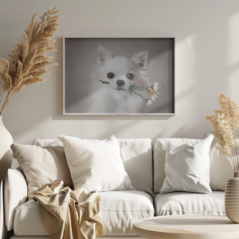 Chihuahua with flowers - Stretched Canvas, Poster or Fine Art Print I Heart Wall Art