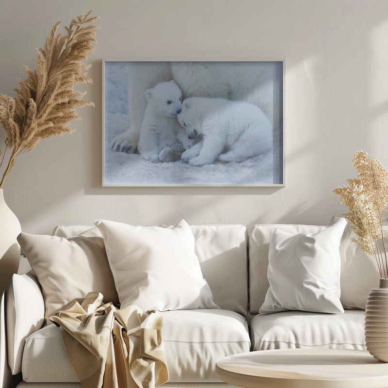 Polar bear cub - Stretched Canvas, Poster or Fine Art Print I Heart Wall Art